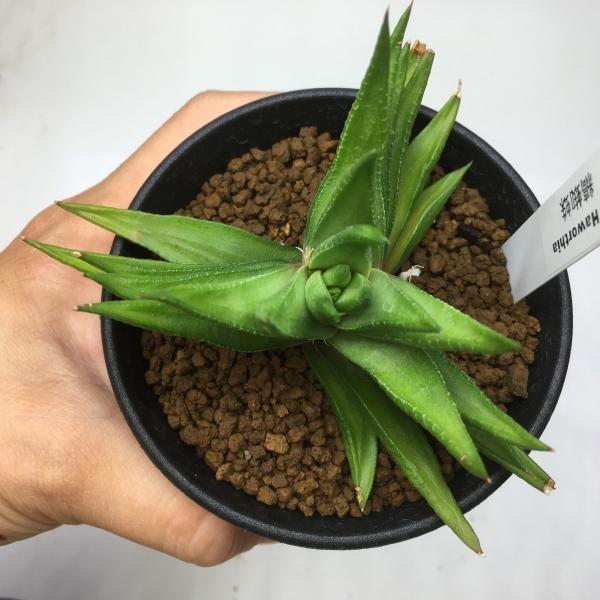 多肉植物：ハオルチア 縞蜘蛛（しまぐも）*9cm