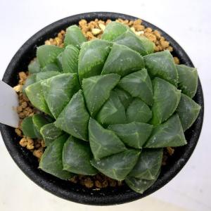 多肉植物　ハオルチア　ドドソン オブツーサ　カット苗 園芸ネット本店｜ハオルチア：ドドソン紫オブツーサ 8cmスクエア鉢 の