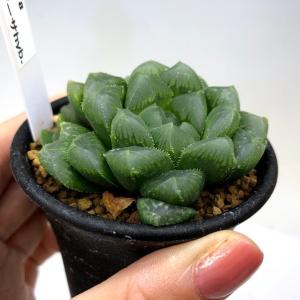 多肉植物:ハオルチア オブツーサ hyb.*幅5cmの詳細画像1