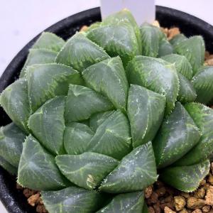 多肉植物:ハオルチア オブツーサ hyb.*幅5cmの詳細画像2