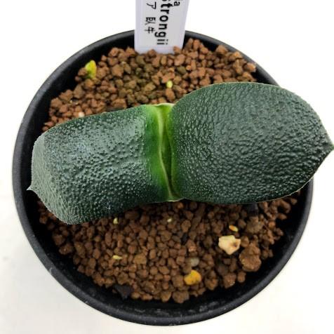 多肉植物：ガステリア　臥牛*幅7ｃｍ