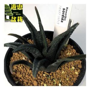 多肉植物:ハオルチア ソルディダ 海外実生*幅9...の商品画像