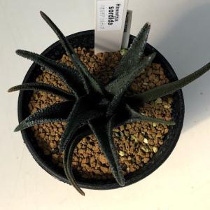 多肉植物:ハオルチア ソルディダ 海外実生*幅...の詳細画像1
