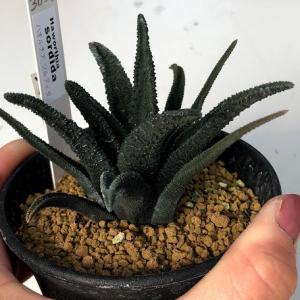 多肉植物:ハオルチア ソルディダ 海外実生*幅...の詳細画像2