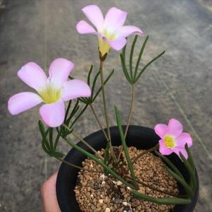 球根植物：オキザリス*