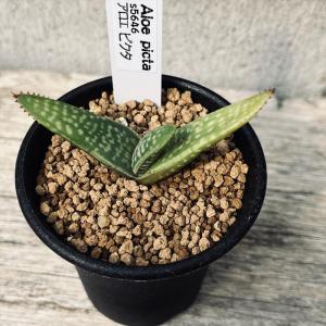 アストロロバ　ハリー　大株 多肉植物：アストロロバ ハリー*幅6cm 現品 一品限り