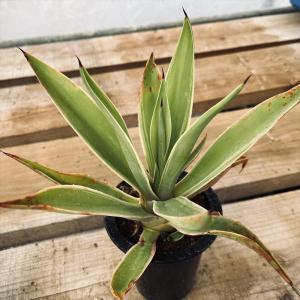 コーデックス：メキシコ亀甲竜 ディオスコレア マクロスタチア*塊幅