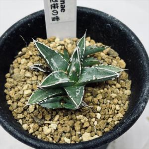 多肉植物：アガベ　小型良型　笹の雪*葉幅4ｃｍ｜y-bonsai