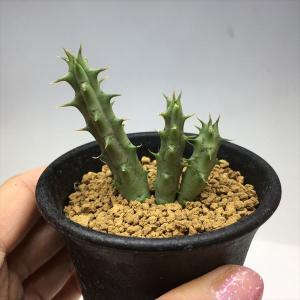 多肉植物：ハオルチア 福屋氏実生選抜 玉扇2個入り FST-4-65*幅