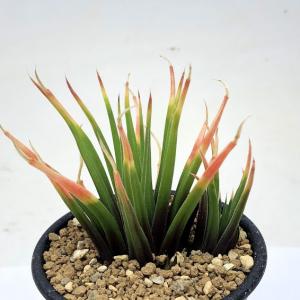 多肉植物：ハオルチア ニグラ No.31*幅3.5cm : 遊恵盆栽 Yahoo!店