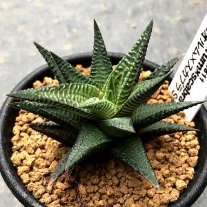 観葉植物：シーグレープ ココロバ*8号 現品選べます(大型便配送