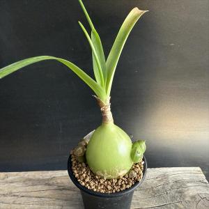 コーデックス：メキシコ亀甲竜 ディオスコレア マクロスタチア*塊幅