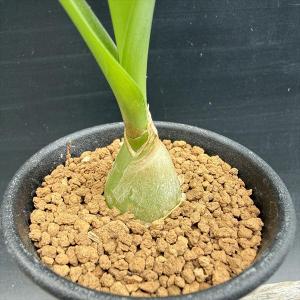 多肉植物:シーオニオン 子持ち海葱*球根幅2.5cmの詳細画像1