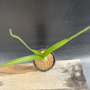 多肉植物:シーオニオン 子持ち海葱*球根幅2.5cmの詳細画像2