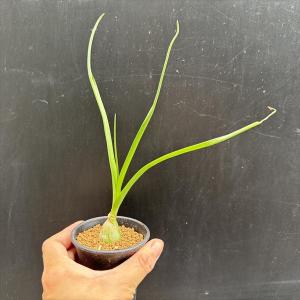 多肉植物:シーオニオン 子持ち海葱*球根幅2.5cmの詳細画像3