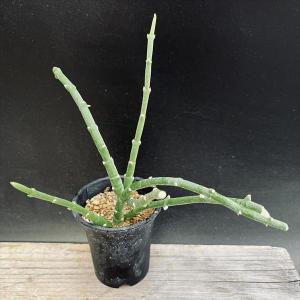 パキポディウム　グラキリス　サイズM ☆特価☆コーデックス：パキポディウム グラキリス*M 塊根幅