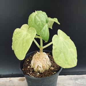 デンドロシキオスソコトラナ2 検）ギガス　ブラータ 多肉植物：デンドロシキオス ソコトラーナ*塊幅3.5cm 現品！一品