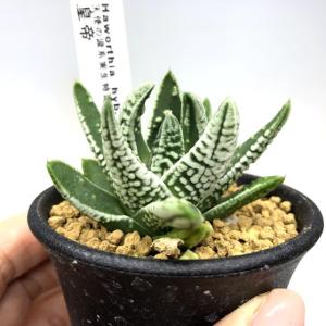 ハオルチア ニグラ 植物 isla del pescado - Haworthia nigra-ハオルチア・ニグラ