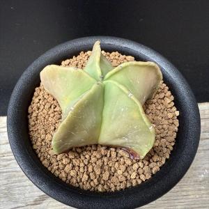 盆栽小鉢：美芸（常滑）六角鬼面足面付鉢 15.5cm*資材 : 遊恵盆栽