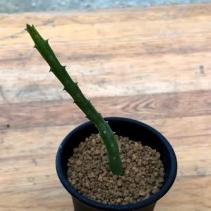 多肉植物：ガガイモ フェルニア ヒスロピー*幅2cm : 遊恵盆栽 Yahoo!店