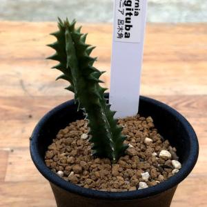 サボテン：短刺金鯱*幅10cm : 遊恵盆栽 Yahoo!店 - 通販 - Yahoo