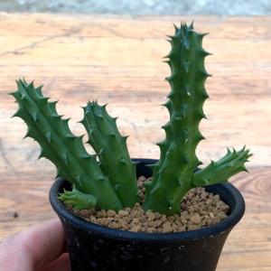 コーデックス：マテレア シクロフィラ 実生*M 塊根幅4.5cm : 遊恵盆栽