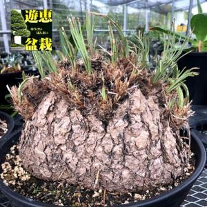 メキシカンプランツ:カリバナス フーケリー*幅2...の商品画像