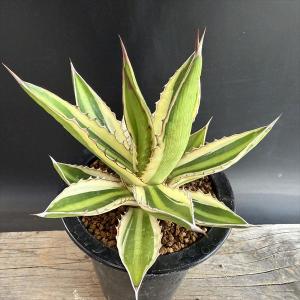 多肉植物：アガベ ユタエンシス カイバベンシス錦*幅13cm 現品！一品