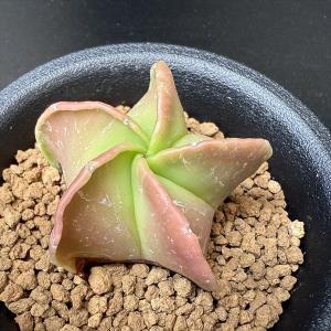 サボテン：レウクテンベルギア 晃山 実生*幅6cm : 遊恵盆栽 Yahoo!店