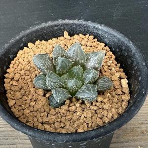 多肉植物：アガベ セルシー錦*幅16cm 現品！一品限り : 遊恵盆栽