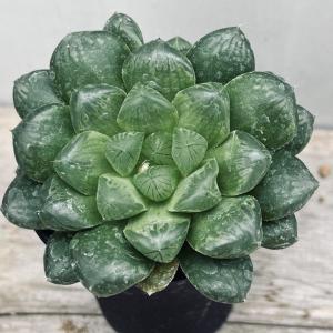 多肉植物：ハオルチア 特選トルンカータ*幅3.5cm : 遊恵盆栽