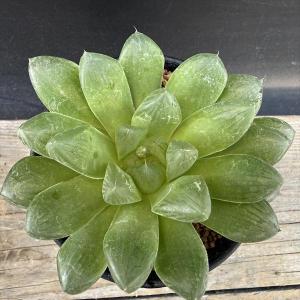 多肉植物:ハオルチア マリン*M 幅10cmの詳細画像1