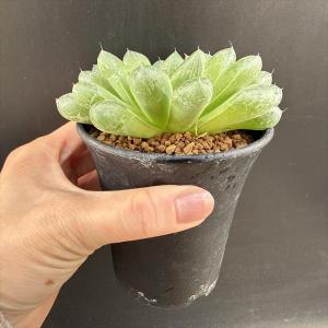 多肉植物:ハオルチア マリン*M 幅10cmの詳細画像2