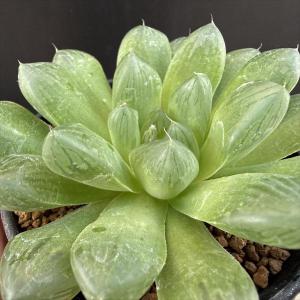 多肉植物:ハオルチア マリン*M 幅10cmの詳細画像3