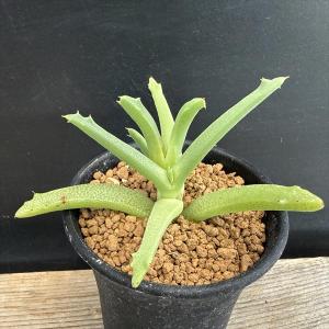 多肉植物：ガガイモ フェルニア ヒスロピー*幅2cm : 遊恵盆栽 Yahoo!店