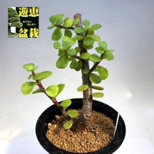 多肉植物：ヘレアンサス 翼（ツバサ）*幅4cm : 遊恵盆栽 Yahoo!店