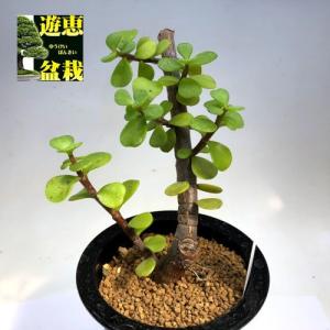 多肉植物：ポーチュラカリア　銀杏木（いちょうぼく）*幅9cm｜y-bonsai