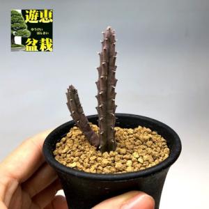 多肉植物：ガガイモ　フェルニア　ヒスロピー*幅2cm｜y-bonsai