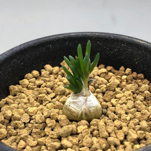 多肉植物：オーニソガラム　リトプソイデス*葉幅1cm
