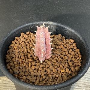 多肉植物：ガガイモ フェルニア ヒスロピー*幅2cm : 遊恵盆栽 Yahoo!店