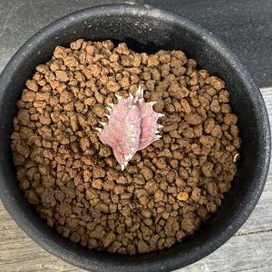 多肉植物:ガガイモ フェルニア ゼブリナ 縞馬...の詳細画像1