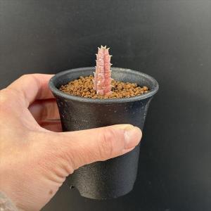 多肉植物:ガガイモ フェルニア ゼブリナ 縞馬...の詳細画像2
