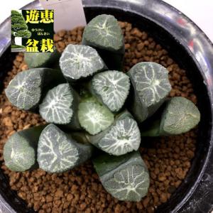 多肉植物 ハオルチア 万象 8cmの商品一覧 通販 Yahoo ショッピング