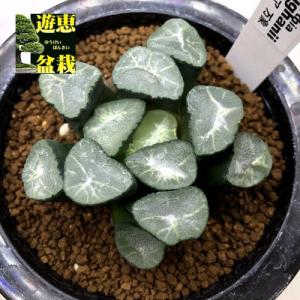 多肉植物 ハオルチア 万象 8cmの商品一覧 通販 Yahoo ショッピング