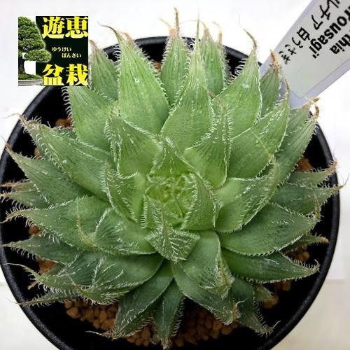 多肉植物：ハオルチア　白うさぎ*幅8ｃｍ