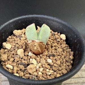 (発芽確認済み)コノフィツム　ペルシダム系　117種類セット　10粒ずつ コノフィツムペルシダムを4種類お迎え｜園芸日記by女仙太郎｜みんなの