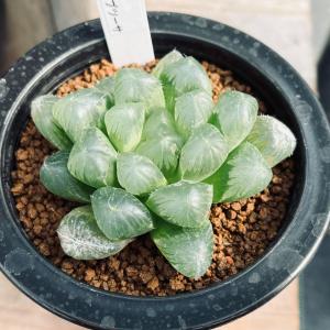 多肉植物：ハオルチア 本間裏窓×裏般若 本間般若（KA2）*幅8cm 現品