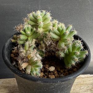 アガベ【氷山】4株　多肉植物 多肉植物：アガベ 氷山*幅7cm 現品！一品限り : 遊恵盆栽 Yahoo!店