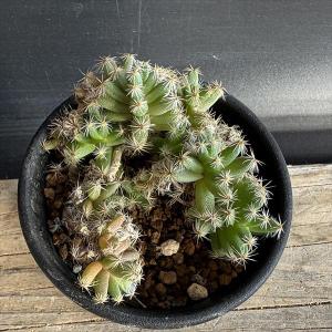 多肉植物:トリコディアデマ 紫晃星*幅6cmの詳細画像1