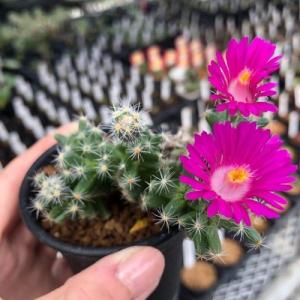 多肉植物:トリコディアデマ 紫晃星*幅6cmの詳細画像2